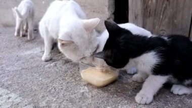 Çiftlikte süt içen kediler. Yavrular annelerinin gözetiminde süt içerler. Özgürlük ve güvenlik hissi. Kedi, kedi, beyaz kedi, siyah kedi. Aşk hayvanları, evcil hayvanlar, hayvanlar. Vahşi yaşam hayvanları. Vahşi doğa.