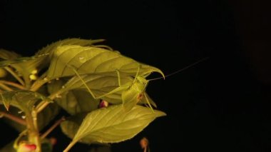 Kamuflajlı erkek katydid yaprağın üzerinde. Yaprağa benzeyen bu yeşil böceklere gerçek katydit denir. Bu muhteşem yeşil böceğe o kadar kapalıydık ki ağzının hareket ettiğini gözlemledik. Vahşi doğa, vahşi.