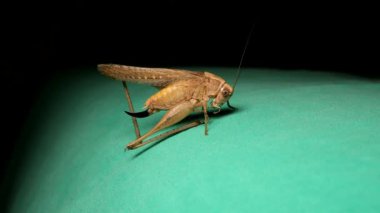 Katydid yeşil arka planda kendini temizliyor. Katy tecrit edildi. Yeşil arka planda bir böcek. Böcek izole edildi. Böcekler, böcekler, böcekler, tomurcuk, hayvanlar, vahşi yaşam, vahşi doğa, bahçe, park, yaşam