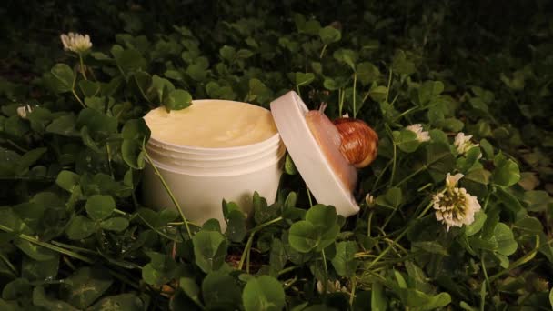 Snail Crawling Jar Cosmetic Cream Next Which Lies White Clover — Stock Video