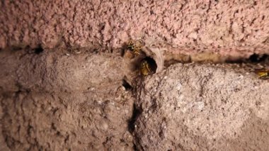 Eşek arıları yuvası, eşek arıları. Eşek arısı kovanına yakın çekim. Sarı eşekarısı, sarı eşek arısı, Avrupa eşekarısı, Alman eşekarısı, sarı ceket, Alman sarı ceketi.