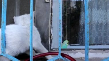 Muhabbet kuşu papağanına saldırmaya çalışan bir kedi yavrusu. Kedi kuş avlıyor. Beyaz kediyi kapat. Mavi papağan papağanı, kuş. Hayvan, hayvan, vahşi yaşam, vahşi doğa. çiftlik, ev, eğlence