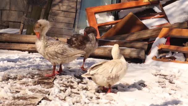 Geese Arranging Feathers Looking Food Winter Domestic Birds Countryside Cold — Stock Video