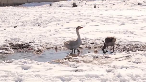 Гіз Шукає Їжу Взимку Домашні Птахи Сільській Місцевості Холодну Погоду — стокове відео