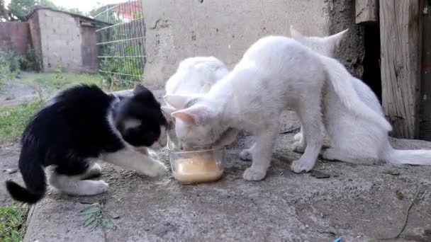 Gatos Está Bebendo Leite Fazenda Gatinhos Bebendo Leite Sob Vigilância — Vídeo de Stock