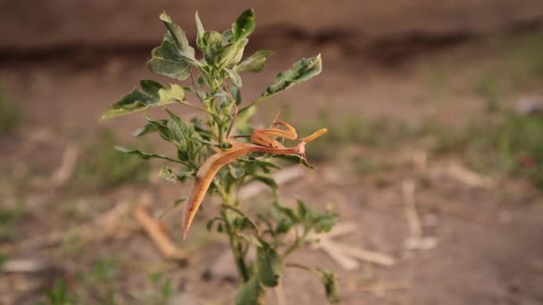 Praying Mantis Eating Meal Worm Camouflage Mantis Praying Mantis Hunting — Stock Video