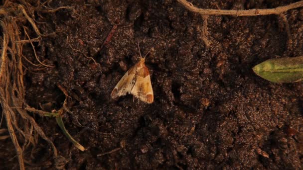 Moth Grond Insect Camouflage Verbazingwekkende Gecamoufleerde Dieren Sluit Een Afluisterapparaat — Stockvideo
