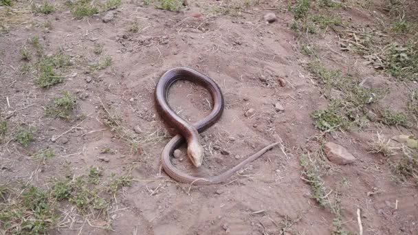 Lagarto Vidrio Europeo Naturaleza Lagarto Sin Patas Parece Una Serpiente — Vídeo de stock