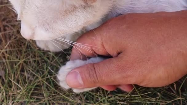 Veterinario Está Examinando Pata Del Gato Garra Del Gato Pequeños — Vídeo de stock