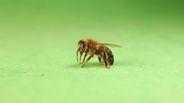 Honey Bee Cleaning Itself Green Background Side View Worker Honebee — Stock Video