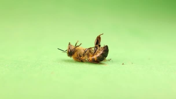 Honingbij Sterft Als Gevolg Van Vergiftiging Door Pesticiden Die Gewassen — Stockvideo