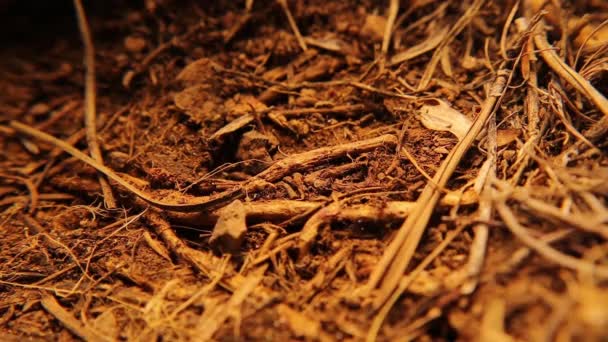 Karıncalar Yeraltı Yuvasında Karınca Yuvasında Işçiler Pupalar Larvalar Karıncalar Yavrularını — Stok video