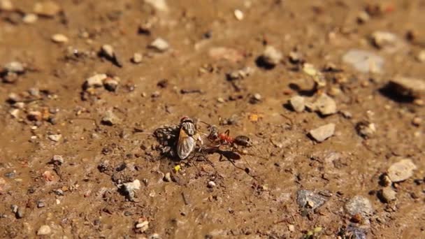 庭でハエを捕まえるアリ アリは家を運んでコロニーに飛び込む アリは昆虫の減少に寄与する 生物学的制御 プレデターと獲物 虫虫虫虫だ 野生動物 — ストック動画