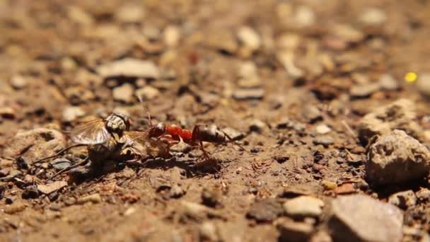 Hormiga Atrapando Mosca Doméstica Jardín Una Hormiga Obrera Lleva Una — Vídeo de stock