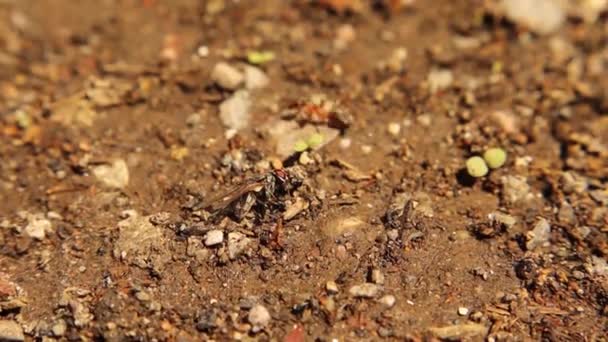Formiche Che Catturano Mosca Domestica Giardino Formica Operaia Porta Una — Video Stock