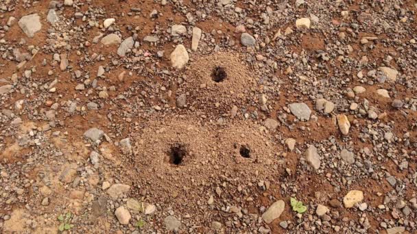 Antybiotyki Ogrodzie Pracująca Mrówka Podnosi Kamienie Głębin Swojego Domu Kopiąc — Wideo stockowe