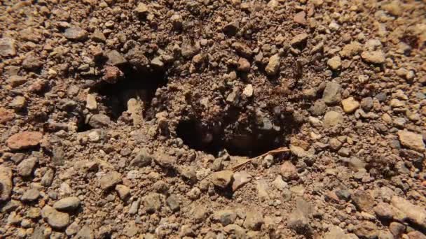 Bahçede Şaraplar Var Çalışan Karınca Evinin Derinliklerinden Taşlar Çıkarıp Kazıyor — Stok video