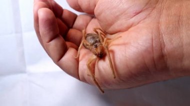 Örümcek tutuyor. Vahşi yaşam veterineri. Egzotik veteriner. Veterinerlik. Elinde deve örümceği var. Beyaz arkaplandaki deve örümceğini kapat. Rüzgâr Akrebi, Solifugae ya da Güneş Örümceği olarak da bilinir. Rüzgar akrebi, böcek, böcek, böcek, böcek