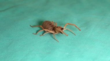 Kızgın örümcek. Yeşil arka planda izole edilmiş deve örümceği. Deve örümceğinin ağzını kapat. Rüzgâr Akrebi, Solifugae ya da Güneş Örümceği olarak da bilinir. Rüzgar Akrebi, Böcek, Böcek, Böcek