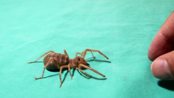 배경에 고립된 거미에 접근하는 거미줄을 다루는 Wscorpion Solifugae Sun Spider — 비디오