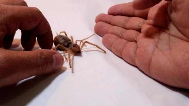 Αράχνη Απομονωμένη Καμήλα Αράχνη Απομονωμένη Close Αράχνη Καμήλα Στο Χέρι — Αρχείο Βίντεο