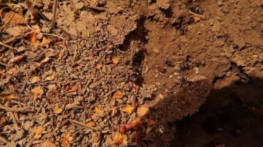 Pheidole karınca yuvasında işçiler, pupalar ve larvalar. Karıncalar yeraltı yuvasında. Yavrularını koruyan karıncalar. Karınca takımının vahşi hayatının ayrıntıları. Karınca kolonisi. Böcekler, böcekler. hata, hata