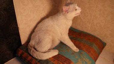 Veteriner gerektiğinde müdahale etmek için kedinin doğuşunu izler. Doğumdan sonra anne onu temizlemek için bebeğini yalıyor. Normal doğum. Memelilerde doğum sancıları. Veteriner tıbbı. Hayvan veterineri kliniği
