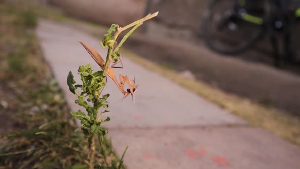 Mantide Religiosa Sta Mangiando Una Mosca Camuffamento Pregando Mantide Pregando — Video Stock