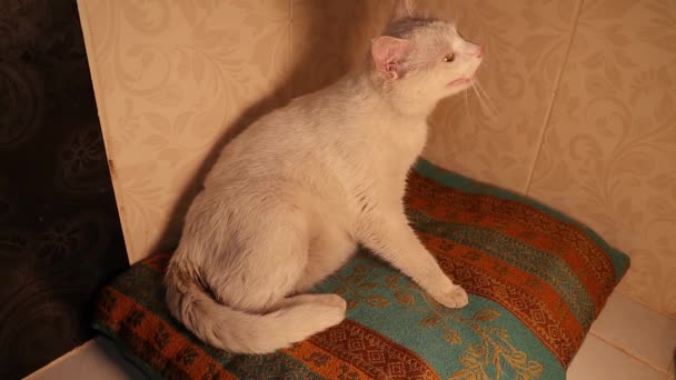 Der Tierarzt Überwacht Die Geburt Der Katze Bei Bedarf Einzugreifen — Stockvideo