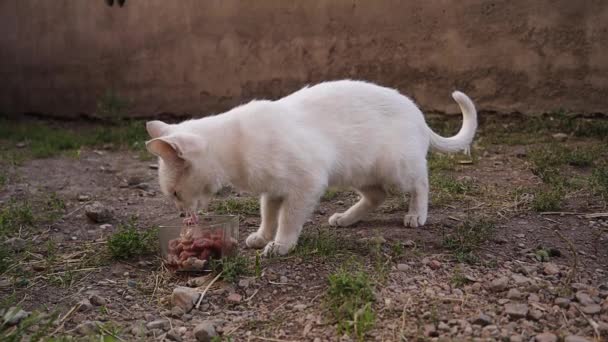 Biały Kot Świeże Mięso Uliczny Kot Resztki Ogrodzie Bezdomny Piękny — Wideo stockowe