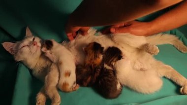Şiddetli solunum enfeksiyonu için bir hemşireyi tedavi etmek. Veteriner, kedi yavrularıyla ilgilenirken hastanın gözünün ve burun deliğinin içine ilacı düşürür. Böylece stres mümkün olduğunca rahatlamış olur.