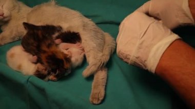 Şiddetli solunum enfeksiyonu için bir hemşireyi tedavi etmek. Veteriner, hastaya kedi yavrularıyla ilgilenirken kas içi antibiyotik enjekte ediyor. Böylece stres mümkün olduğunca rahatlıyor.