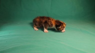 Yeşil arka planda tekir kedicik. Küçük kedi 10 günlük. Kedi izole edildi. Yeni doğmuş, yeni doğmuş. Hayvanları, hayvanları severim. Evcil hayvanlar çok güzel. Şirin kediler, kedicikler. Vahşi doğa, vahşi yaşam