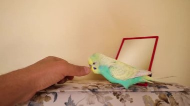 Muhabbet kuşu parmağımla oynuyor. Papağan parmağımı besliyor, kız arkadaşı sanıyor. Komik Budgie papağanı. Avustralyalı papağan, aşk kuşu, aşk kuşu, kuşlar, hayvan, hayvan, evcil hayvan, vahşi