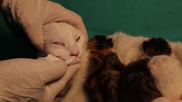 Behandeling Van Een Zogende Kat Voor Ernstige Respiratoire Infectie Dierenarts — Stockvideo