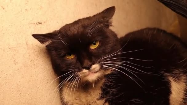 Wściekły Kot Znalazłem Bezdomnego Kota Ukrywającego Się Pod Schodami Chciałem — Wideo stockowe