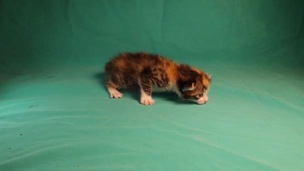 Tabby Koťátko Zeleném Pozadí Malé Kočce Dní Feline Izolované Novorozenci — Stock video