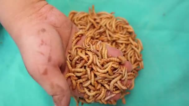 Mealworms Hand Larva Larvae Stages Mealworm Life Cycle Meal Worm — Stock Video