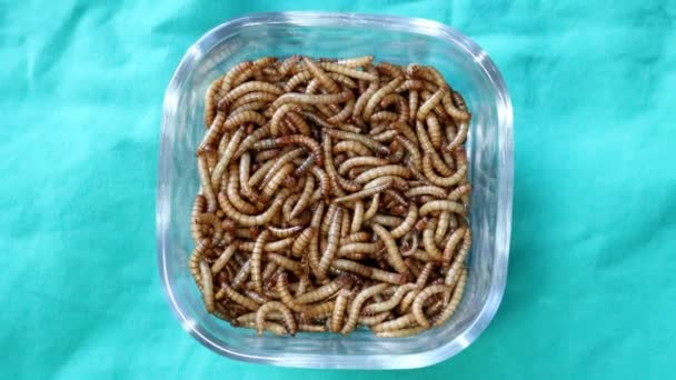 Mealworms Glass Dish Mealworms Superworm Isolated Larwa Larwy Etapy Dżdżownicy — Wideo stockowe