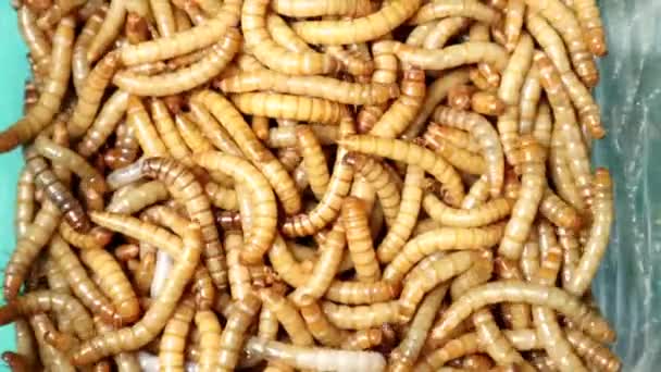 Minhocas Minhocas Minhocas Isoladas Superworm Larvas Estágios Minhoca Refeição Ciclo — Vídeo de Stock