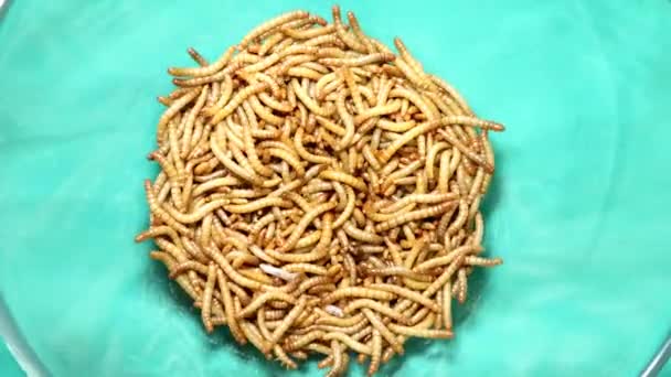 Mealworms Mealworms Green Background Superworm Isolated Larva Larvae Stages Meal — Stock Video