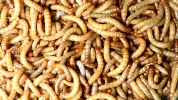 Mealworms Mealworms Superworm Odizolowany Larwa Larwy Etapy Jadalny Robak Cykl — Wideo stockowe