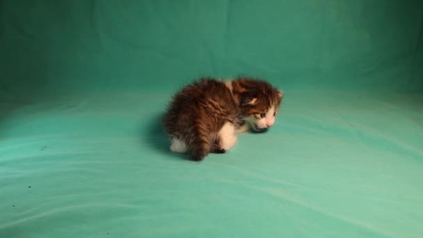 Καραμέλα Γατάκι Πράσινο Φόντο Μικρή Γάτα Είναι Ημερών Φελίν Απομονωμένη — Αρχείο Βίντεο