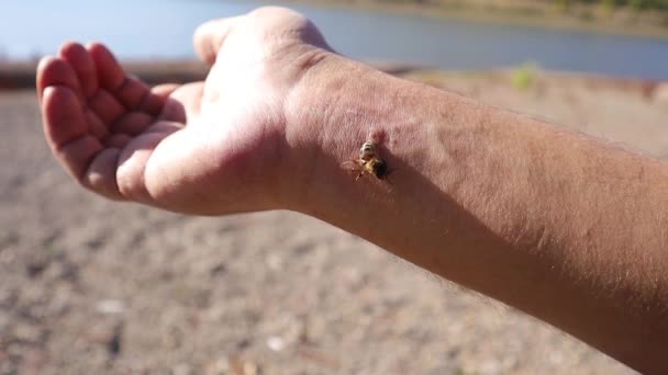 Traitement Par Piqûre Abeille Gros Plan Abeille Miel Piquant Une — Video