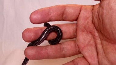 Veteriner elinde yılan tutuyor. Kör yılan zehirli değildir; vahşi doğada bir solucan (solucan yılanı) gibi görünür, sürüngen. Egzotik veteriner. Vahşi yaşam veterineri. Veterinerlik. Vahşi yaşam