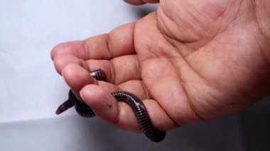 Veteriner elinde yılan tutuyor. Kör yılan zehirli değildir; vahşi doğada bir solucan (solucan yılanı) gibi görünür, sürüngen. Egzotik veteriner. Vahşi yaşam veterineri. Veterinerlik. Vahşi yaşam