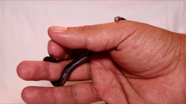 Veterinario Sosteniendo Una Serpiente Serpiente Ciega Venenoso Parece Gusano Serpiente — Vídeo de stock