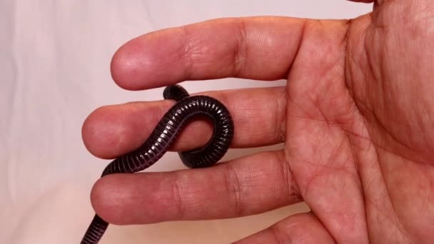 Veterinario Possesso Serpente Serpente Cieco Non Velenoso Sembra Verme Serpente — Video Stock