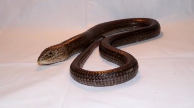 Avrupa cam kertenkelesi beyaz arka planda izole edilmiş. Bacaksız kertenkele yılana (Pseudopus apodus) benzer. Sürüngen. Egzotik veteriner, vahşi yaşam veterineri. Veteriner tıbbı. Sürüngenler, vahşi hayvanlar, hayvanlar.