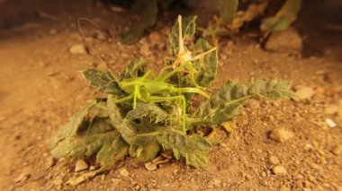 Dişi yeşil katydid deri değiştiriyor. Katydid 'in yaprakların üzerinde yaptığı kamuflaj. İnanılmaz derecede kamufle olmuş bir böcek. Yakın çekim böcekleri. Böcek, böcek, böcek. Hayvanlar, hayvanlar. Vahşi yaşam, vahşi doğa, orman.